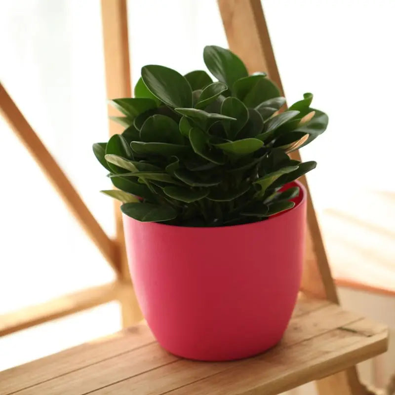 Self Watering Planter Pot